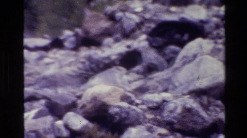 Soft 8mm frame from Grand Teton showing rocky terrain where a small animal appears mostly hidden among stones.
