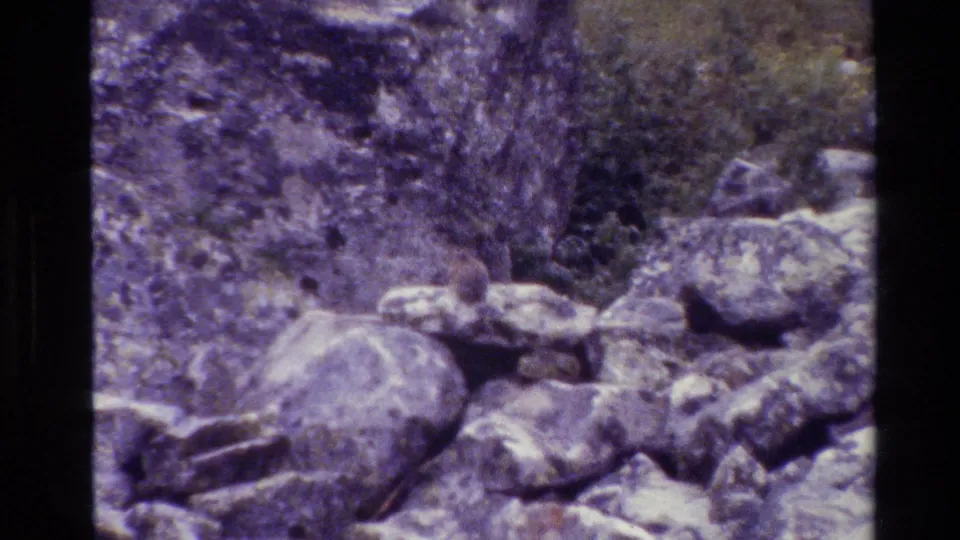 Grand Teton 1980 home-movie frame with a small animal crouched among boulders and sparse vegetation.