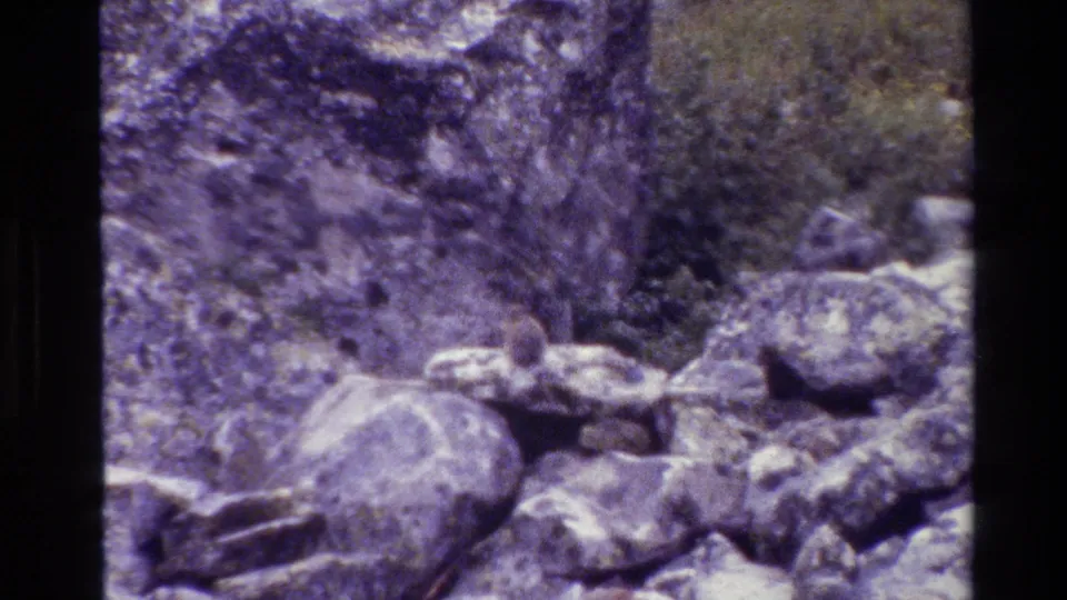 Grainy 8mm Grand Teton frame showing a small animal near boulders and brush in bright daylight.