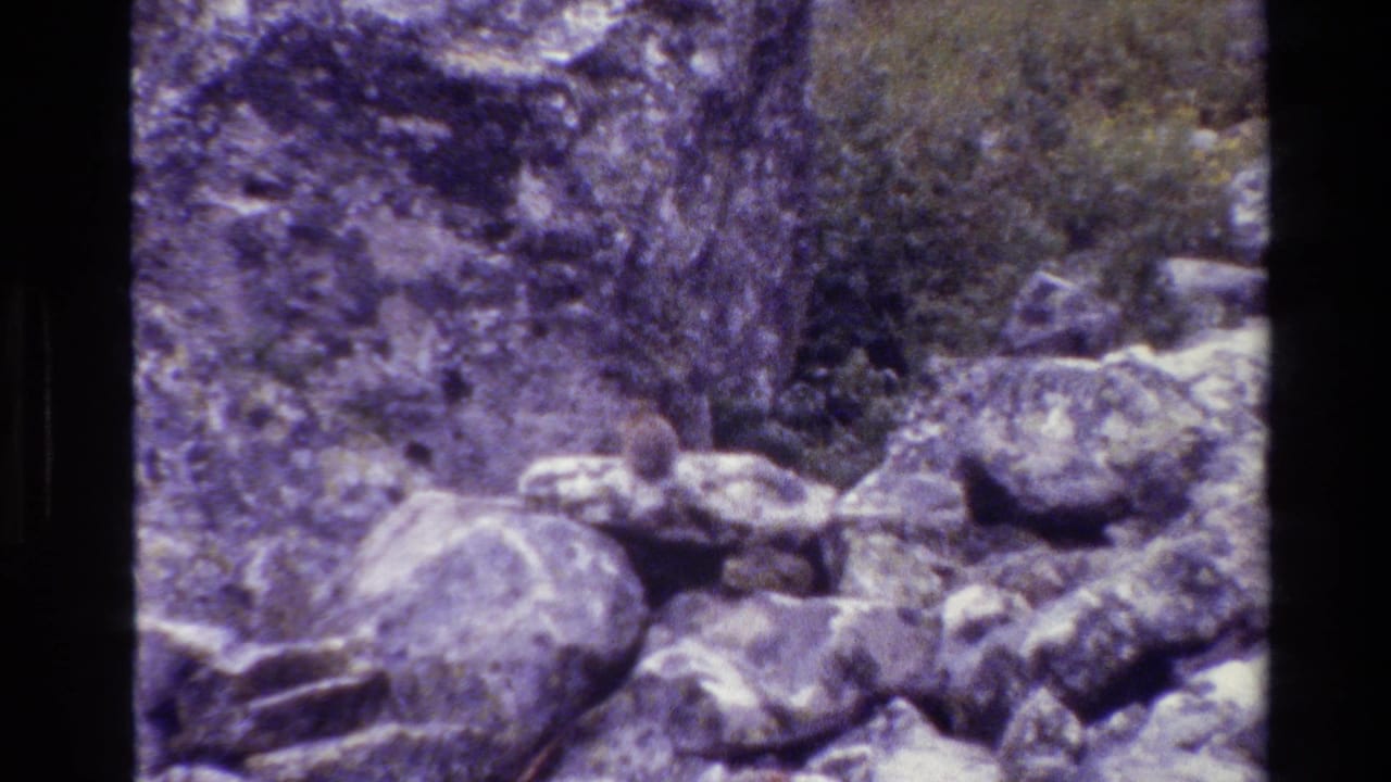 Grand Teton home-movie frame showing a small possible rabbit among rocks and boulders, with purple-shifted 8mm color.