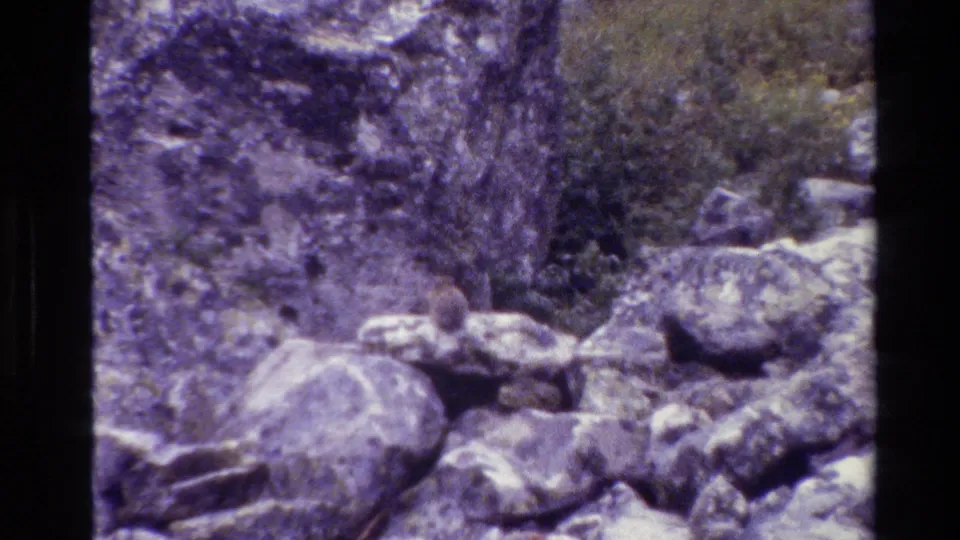 Grand Teton home-movie frame showing a small possible rabbit among rocks and boulders, with purple-shifted 8mm color.