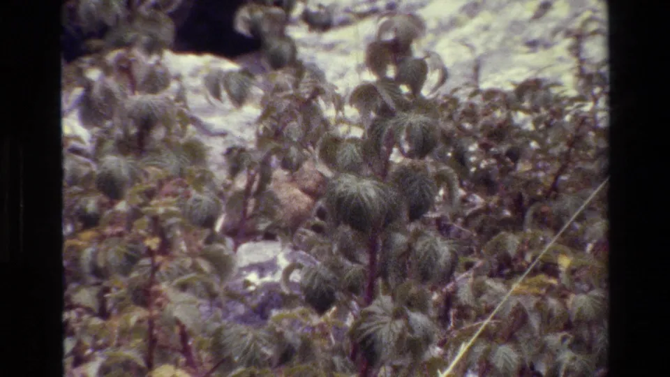 A wild jackrabbit appears partly obscured in dense brush during 1980 Grand Teton 8mm home-movie footage.