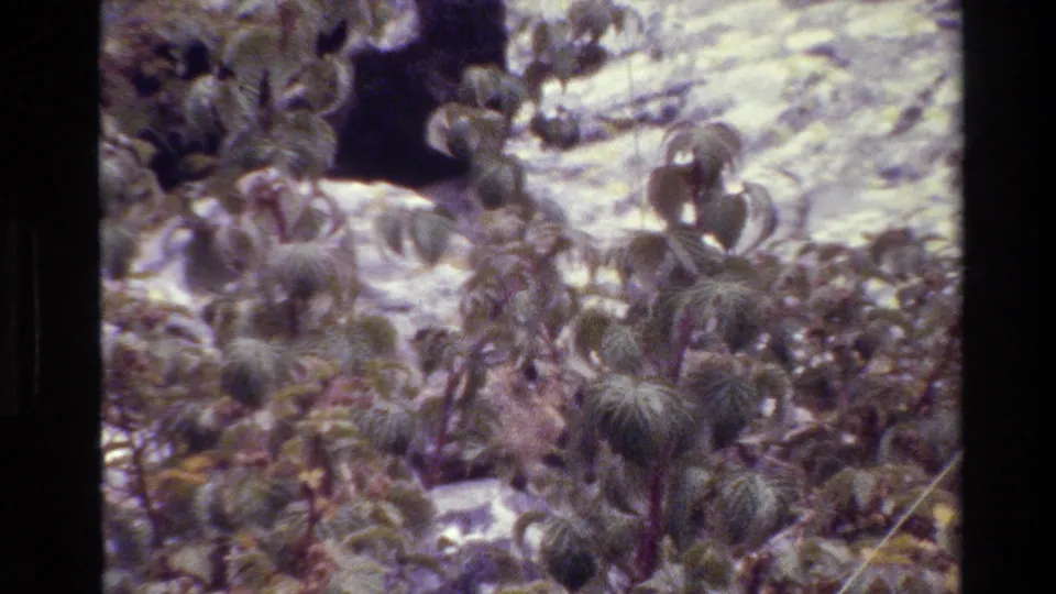 1980 Grand Teton 8mm frame showing dense cactus-like ground plants, dry stems, and pale rocks where a small animal may be obscured.
