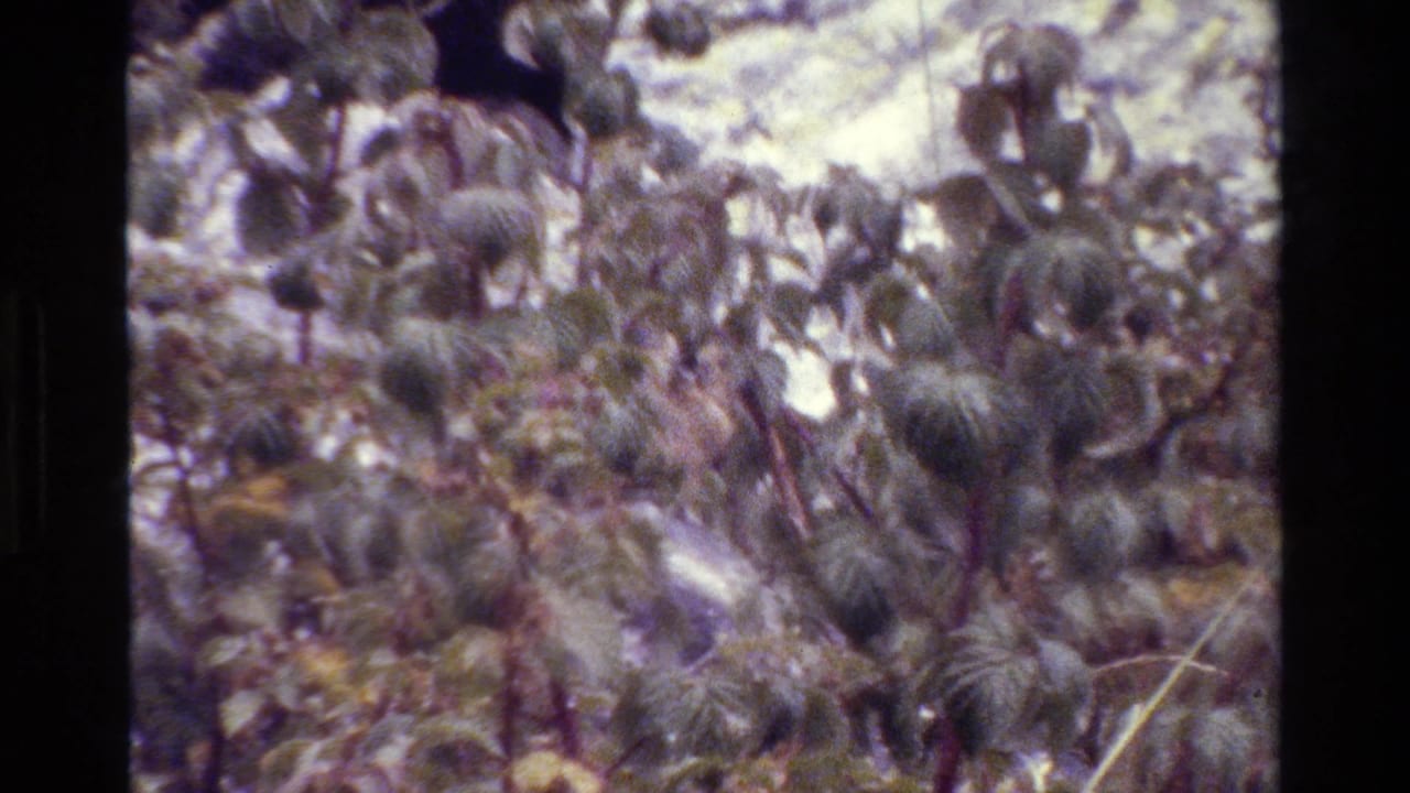 Grand Teton 8mm home-movie frame with clustered low plants, pale stone, and brushy cover under bright daylight.