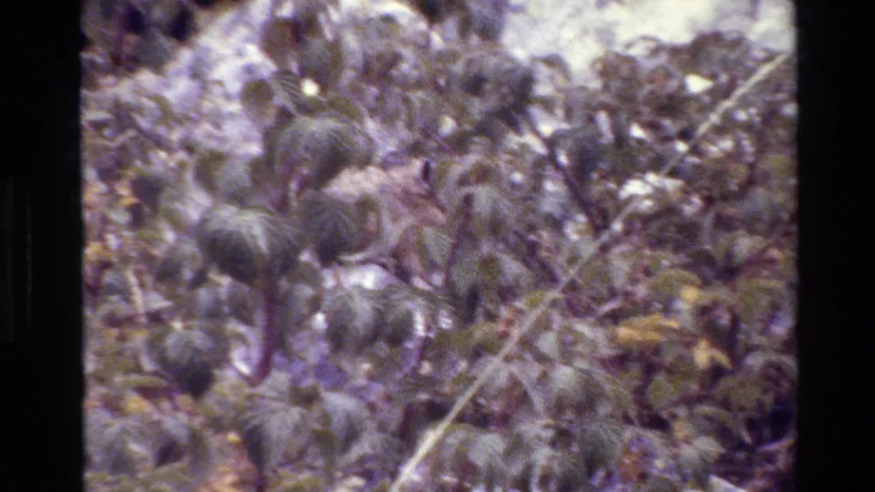 Soft 8mm frame from Grand Teton showing cactus-like plants and dry stems in rocky cover, with no clear animal identification visible.