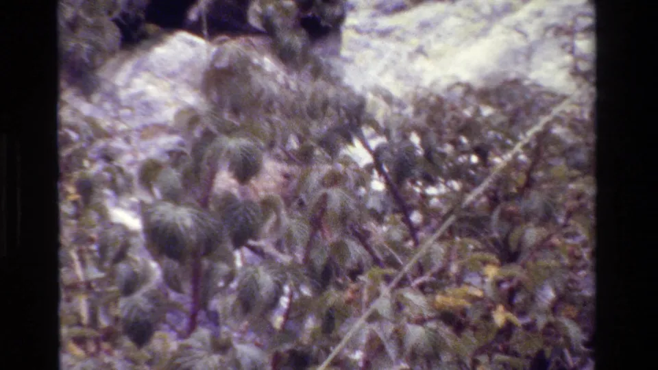 1980 Grand Teton nature frame with low cactus-like plants, brush, pale rocks, and handheld 8mm softness in bright sun.