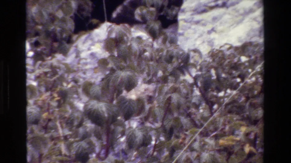 1980 Grand Teton 8mm frame showing dense leafy shrubs against a pale rock surface, with soft grain and visible film edges.