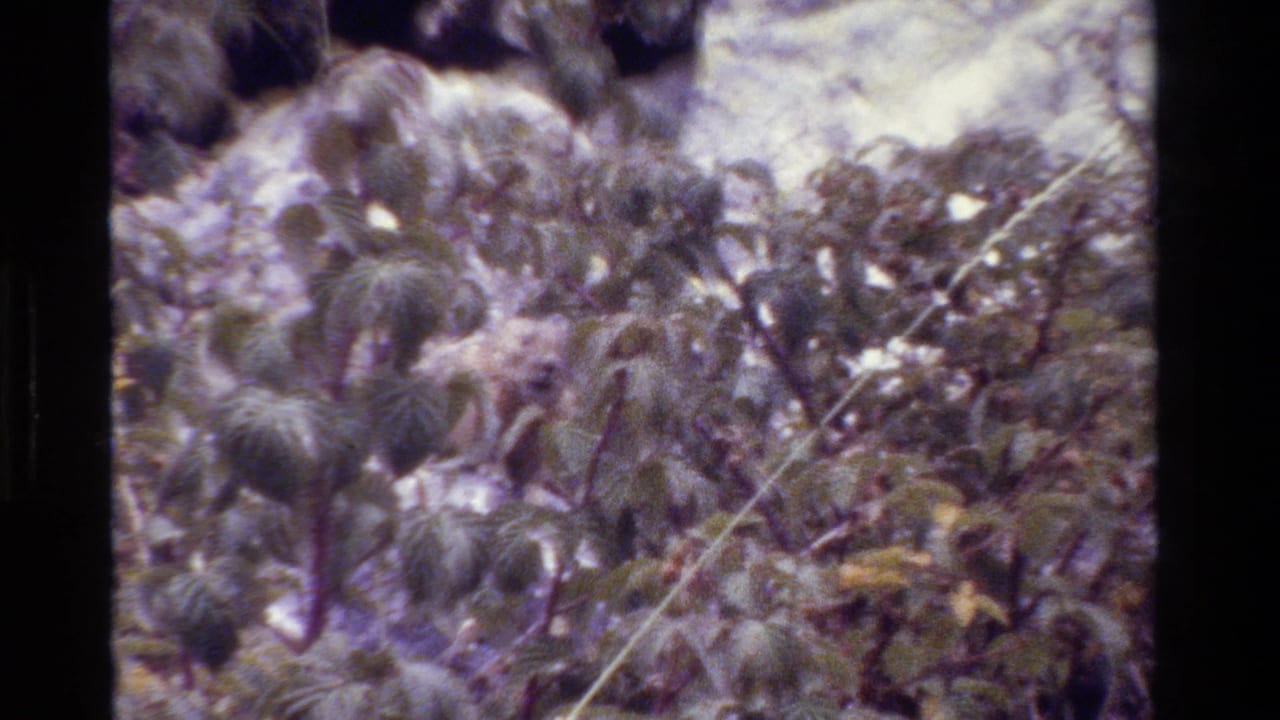 Clustered green leaves and branches with a pale rocky background.