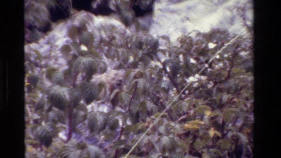 Grand Teton home-movie frame from 1980 showing layered green leaves and branches before a light tan rock face.