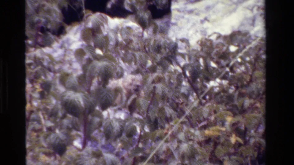 1980 Wyoming 8mm still with dense shrubs, thin stems, and a pale rock backdrop in a handheld outdoor composition.