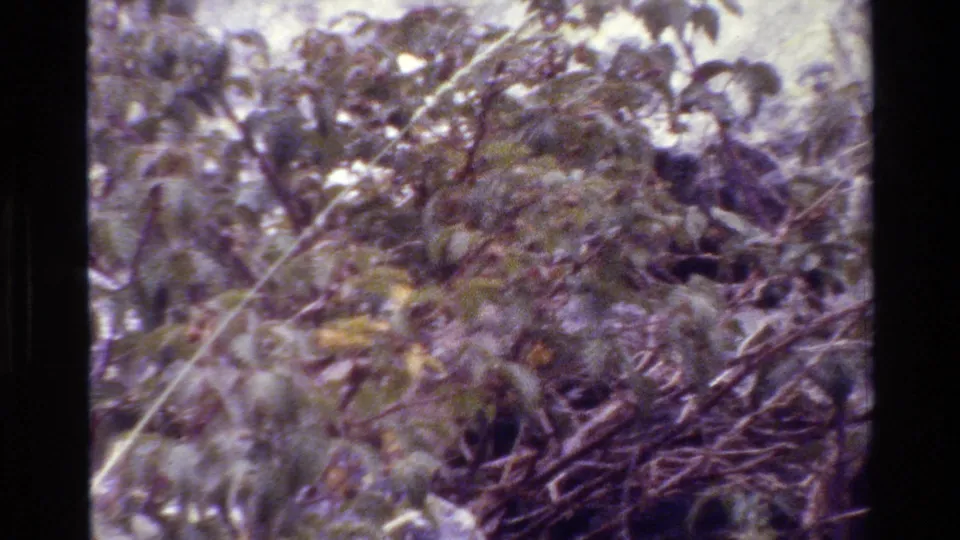 Grand Teton 1980 frame showing tangled foreground branches, soft leafy plants, and a pale rock face in vintage 8mm texture.