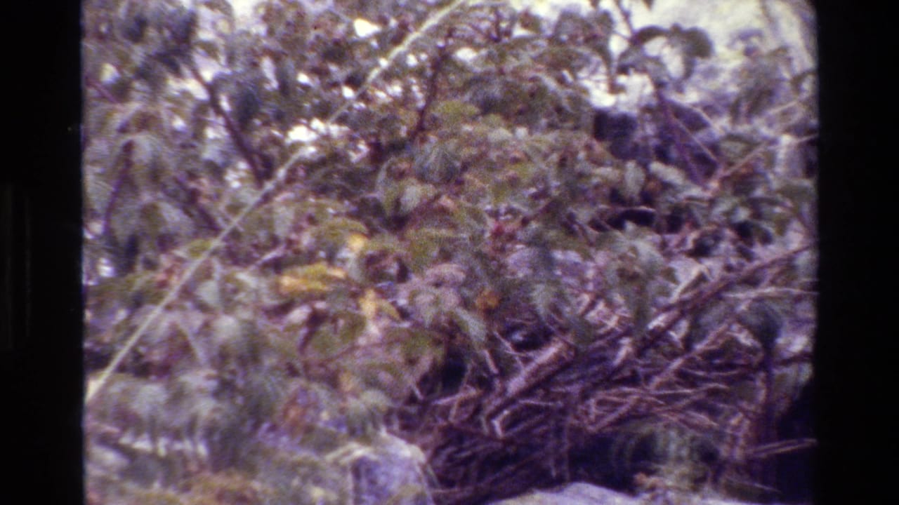 Grand Teton 1980 home-movie frame showing tangled foliage, rocks, and a partly obscured light-toned animal form near the lower right.