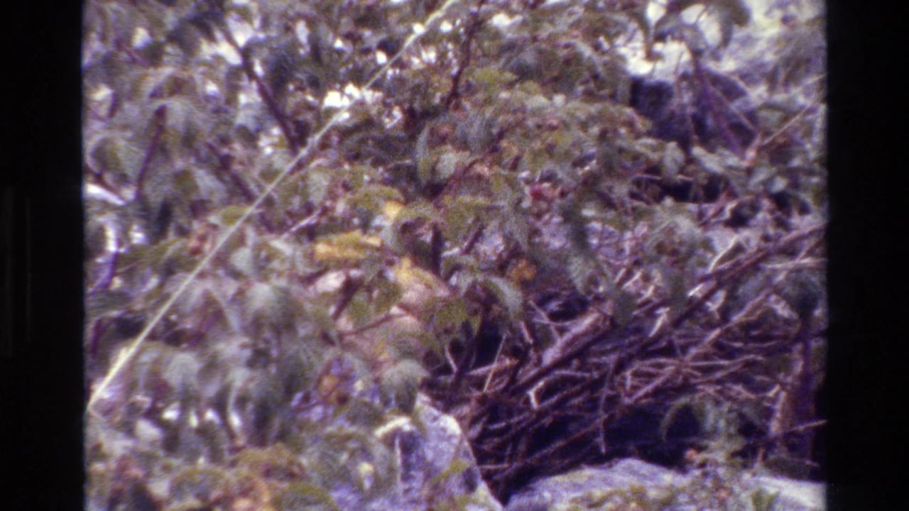 Grand Teton 1980 8mm frame with dense branches and leaves over pale rocks, with possible animal movement obscured by foliage.