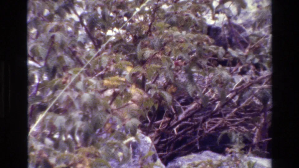 Grand Teton 1980 8mm frame with dense branches and leaves over pale rocks, with possible animal movement obscured by foliage.