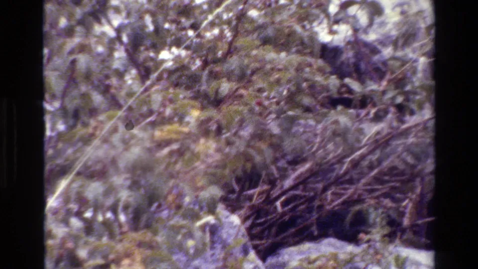 Grand Teton 1980 home-movie frame showing blurred foliage, tangled branches, rocks, and a shadowed opening where movement may be occurring.