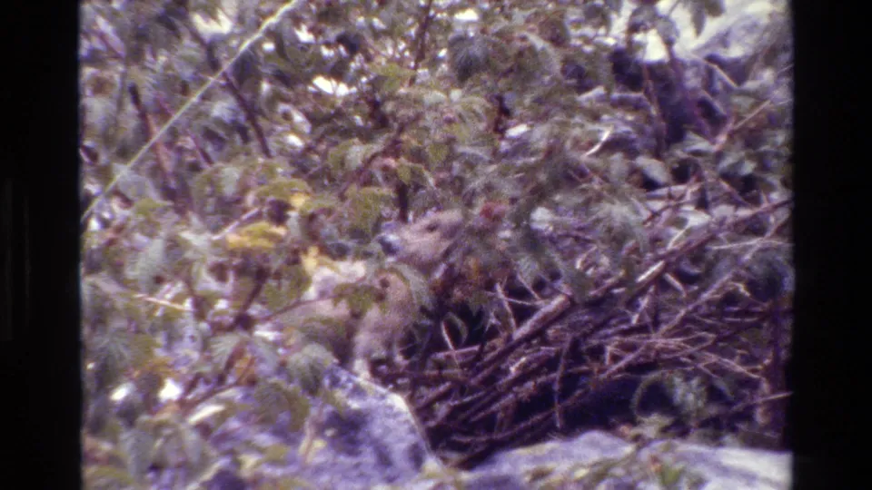 Grand Teton 1980 8mm frame showing dense foliage, branch tangles, pale rocks, and a partly hidden light animal-like shape near the lower right.