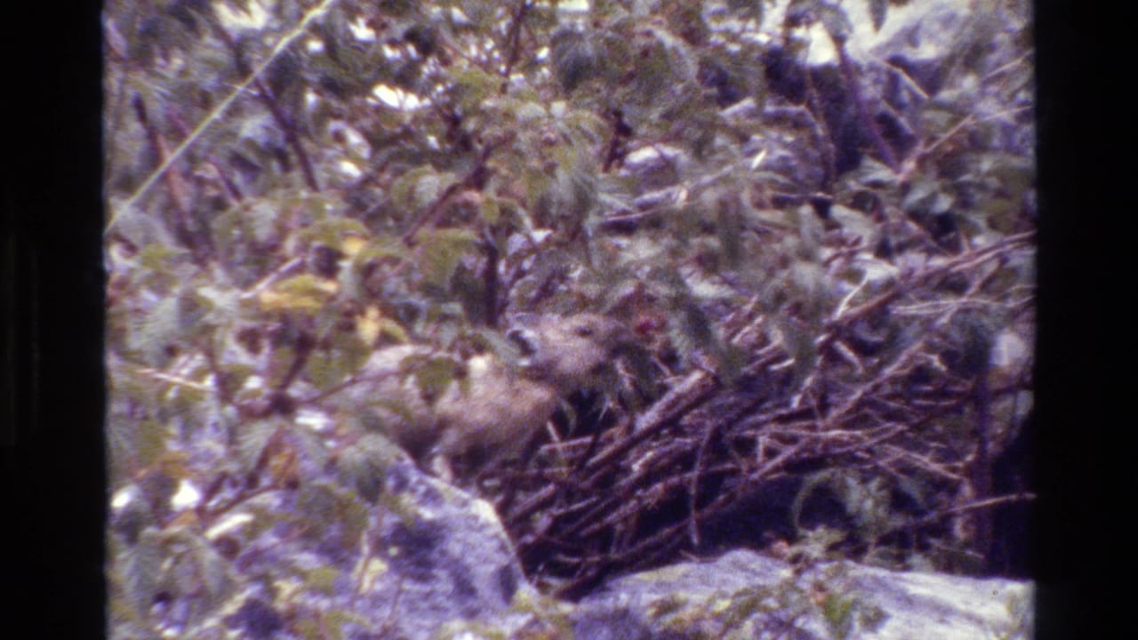 Small rodent appears in brush and rocky ground in 1980 Grand Teton 8mm home-movie footage.
