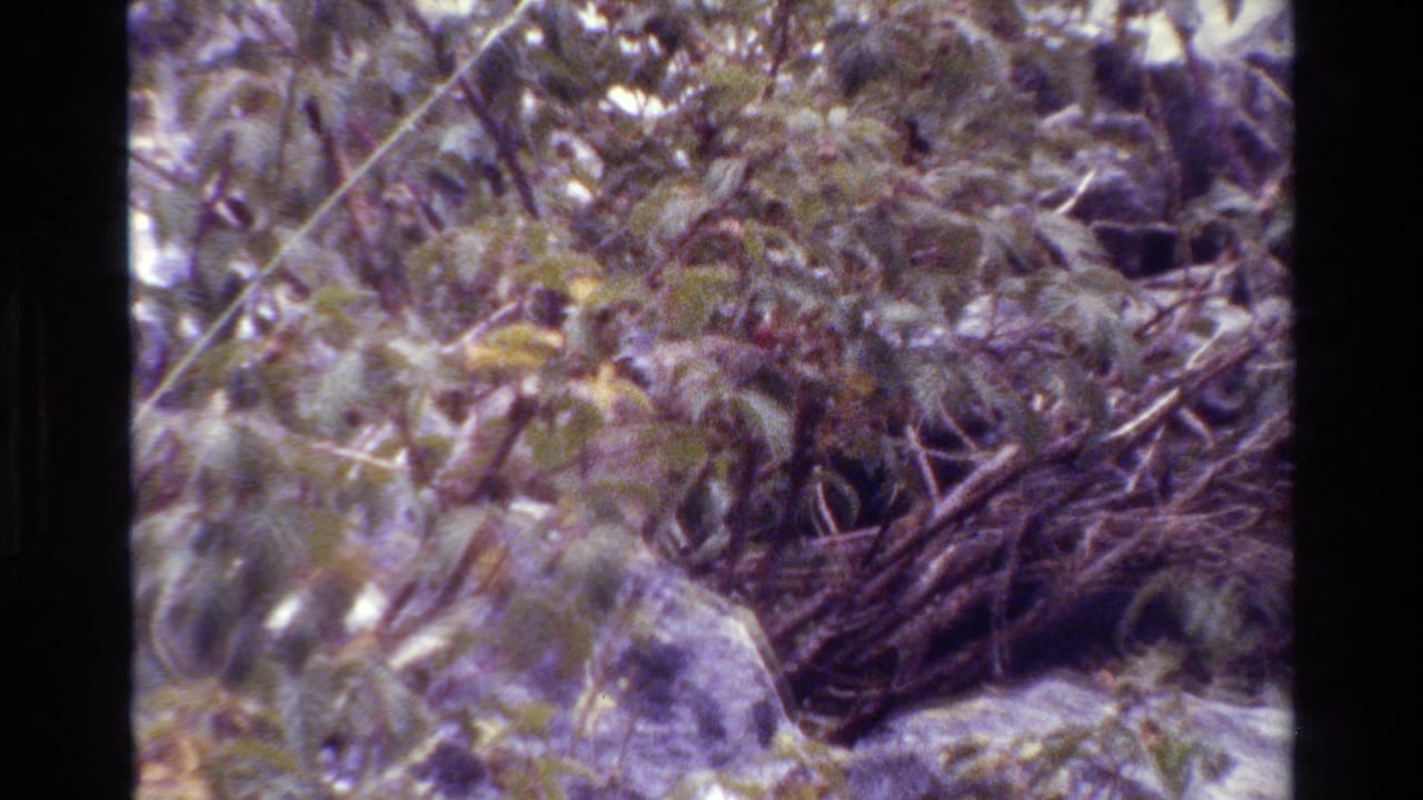 Rodent partly obscured by foliage and branches near rocks.
