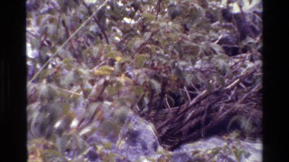 A small rodent is partly hidden in dense foliage and twigs in a Grand Teton outdoor setting.
