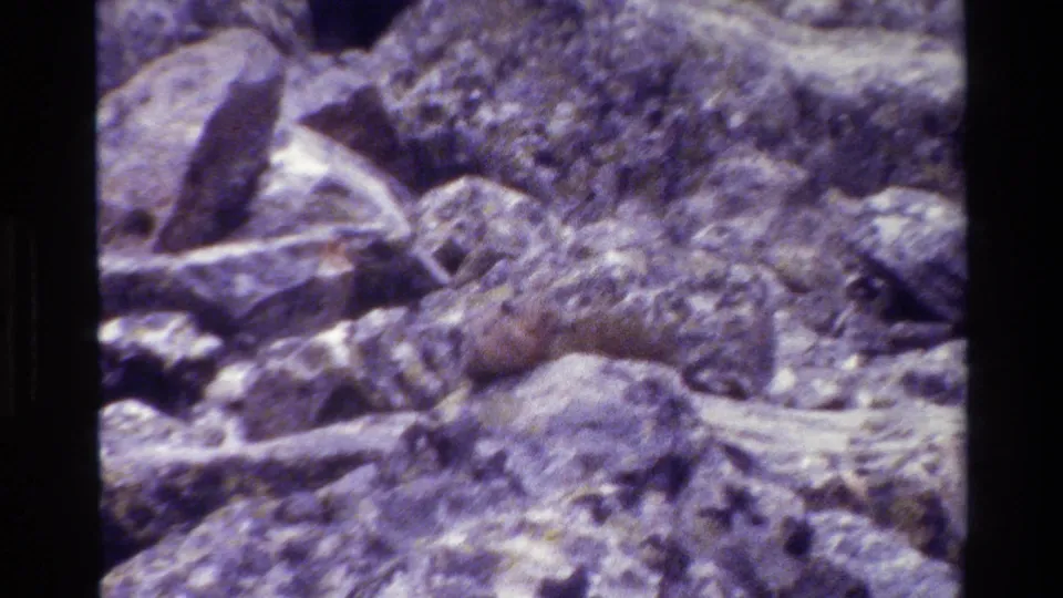 Small rodent rests or moves across pale rocks and dry sticks in vintage 8mm wildlife footage.