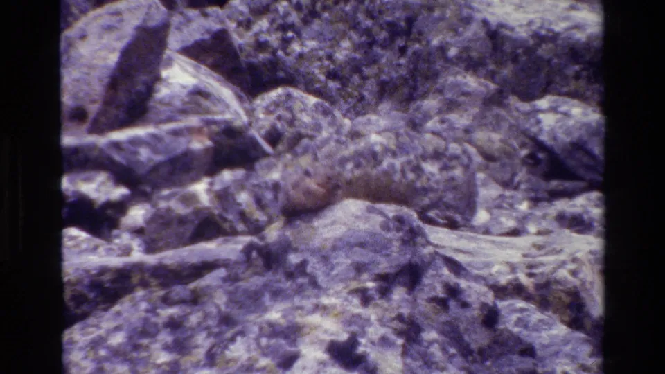 A small rodent sits or moves among rocks and branches in 1980 Grand Teton home-movie footage.