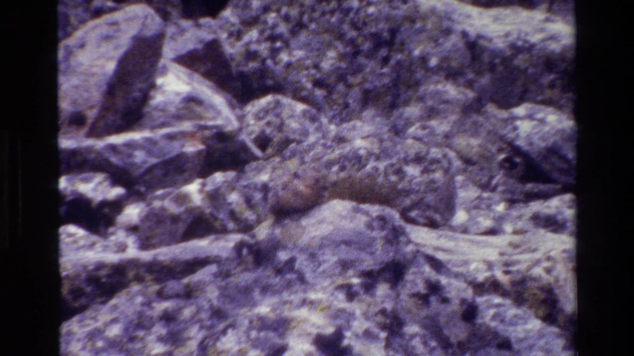 Small pika on rocky terrain in Grand Teton, Wyoming, from faded 1980 8mm home-movie footage.