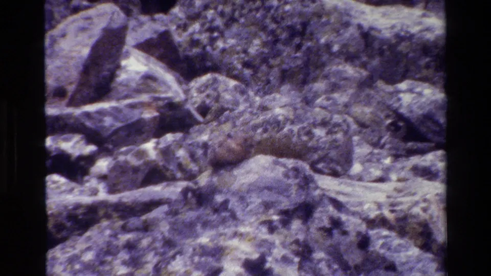 Small pika on rocky terrain in Grand Teton, Wyoming, from faded 1980 8mm home-movie footage.