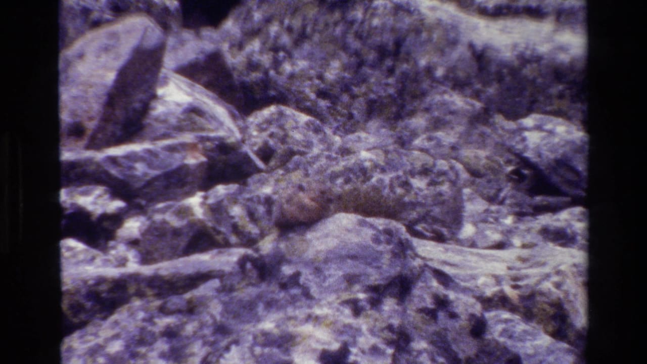 Pika partly camouflaged on a rocky slope.
