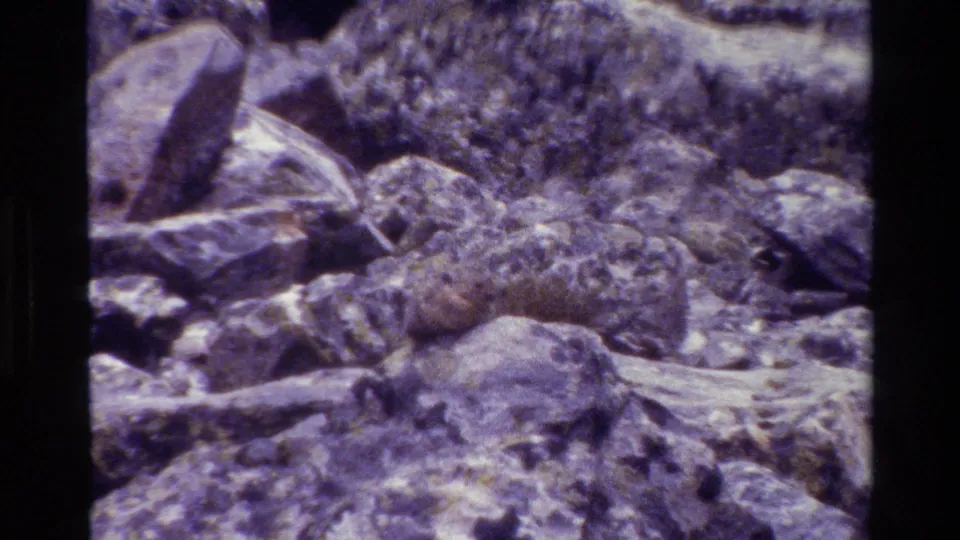 Pika blends into rough boulders and stones in the Grand Teton, Wyoming clip dated 1980.