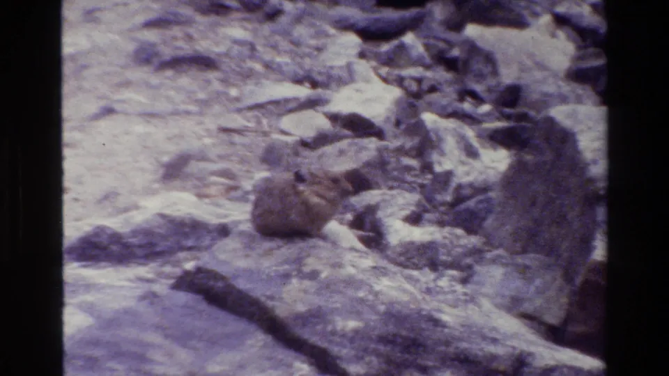 A small pika is visible amid pale stones and rough mountain ground in vintage 8mm footage.