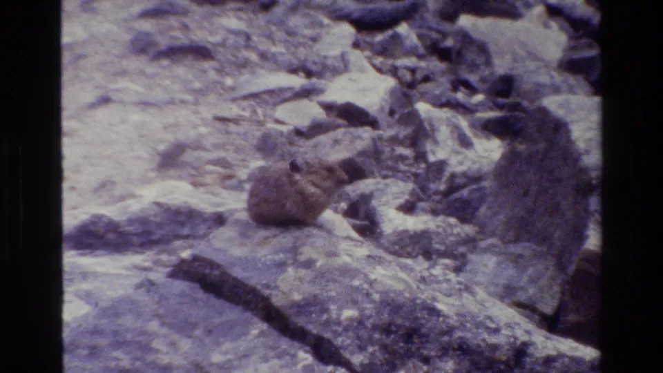 Pika remains on rocky terrain beside a large boulder in the 1980 Grand Teton home-movie clip.