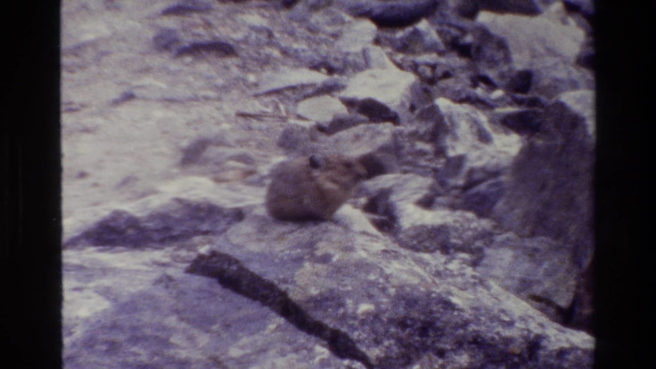 Pika-like animal sits on a rocky mountain slope in Grand Teton footage dated 1980.