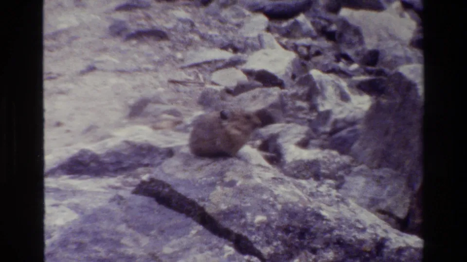 Pika-like animal sits on a rocky mountain slope in Grand Teton footage dated 1980.