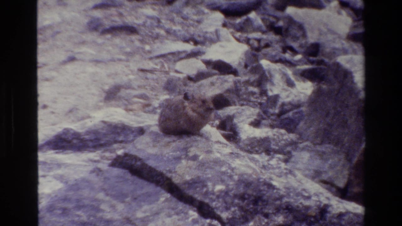 Small animal on a rocky slope with boulders behind it.