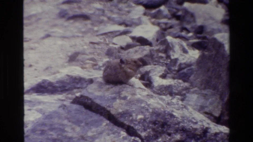 In the 1980 Grand Teton home-movie frame, the small mammal appears to turn its head on the rocks.