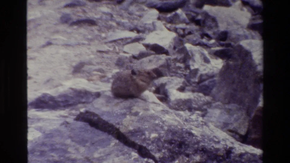 The clip closes with the pika-like animal still seated on the rocky Grand Teton slope.