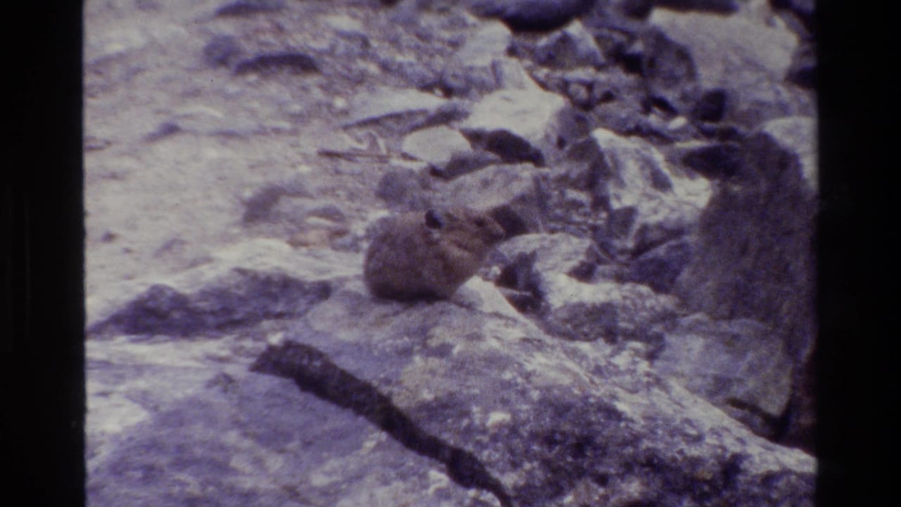 Small pika-like rodent sits alert among rocks in Grand Teton, Wyoming, in 1980 home-movie footage.