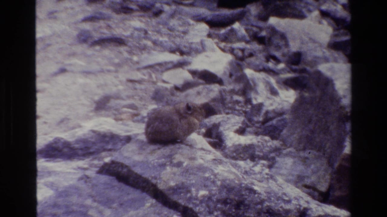 Small rodent on a rock-strewn slope, facing slightly toward the camera.