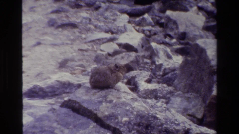 Pika-like animal remains still among purple-tinged rocks in a 1980 Grand Teton home-movie frame.