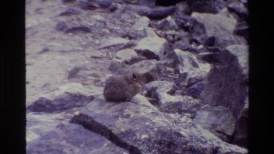 Small alpine rodent appears among clustered stones in Grand Teton, captured with soft 8mm grain and color shift.