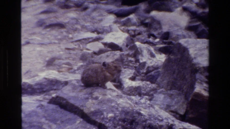 Pika-like rodent sits beside a larger rock in 1980 Grand Teton footage with visible home-movie grain.