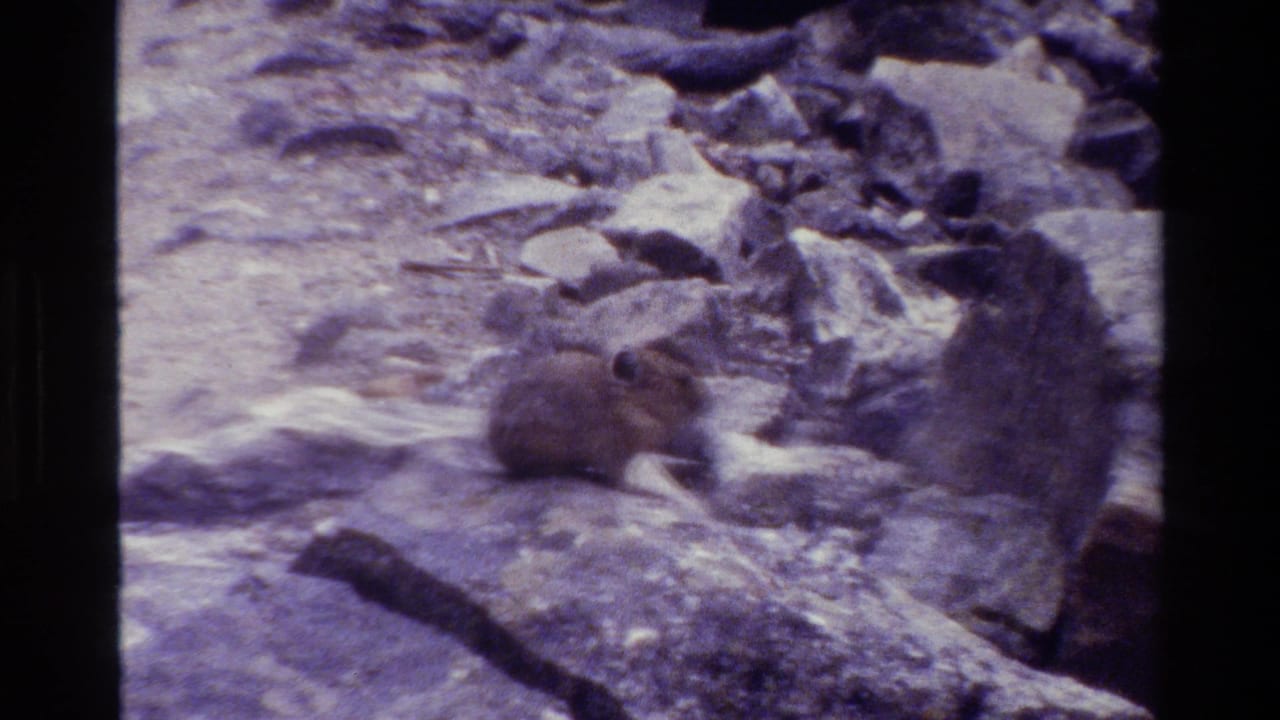 Small brown pika among rocky terrain in 1980 Grand Teton 8mm footage, seen with purple color shift and soft grain.