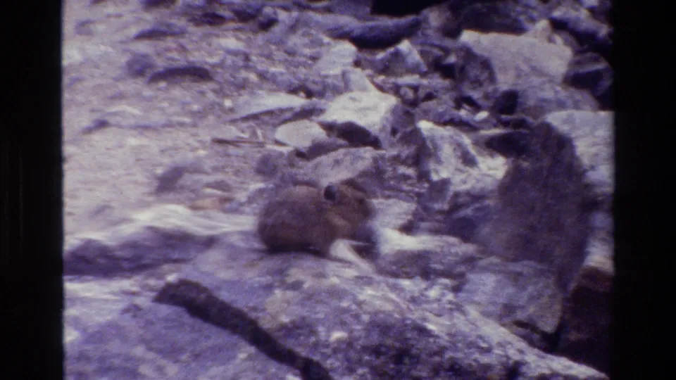 Small brown pika among rocky terrain in 1980 Grand Teton 8mm footage, seen with purple color shift and soft grain.