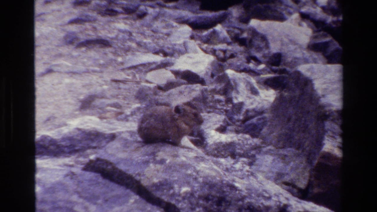 Pika remains still beside jagged rocks and pale stones.
