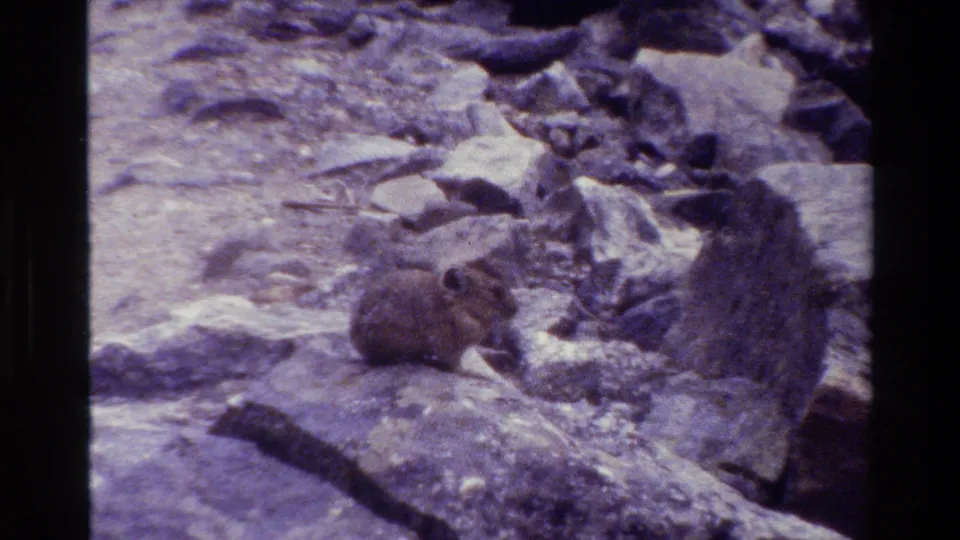 Pika perched among Grand Teton rocks in a vintage 8mm frame, with soft focus, visible grain, and slight color fading.