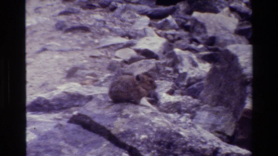 Close 8mm view of a small pika in rocky Grand Teton terrain, with dense fur, rounded ears, and purple film cast.