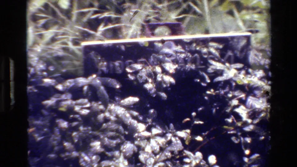 1980 8mm Grand Teton travel footage with a partially obscured Hidden Falls viewpoint sign and leafy foreground.