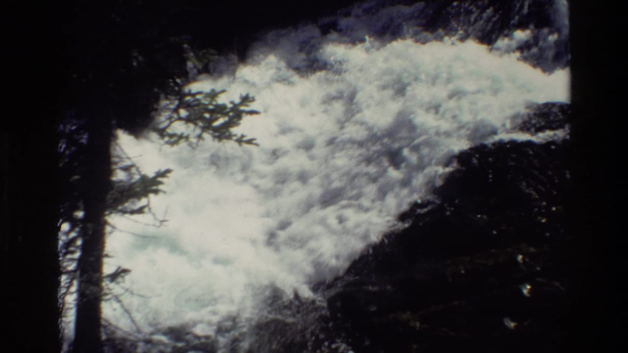 Foaming water surges past rocks with pine branches near the stream.