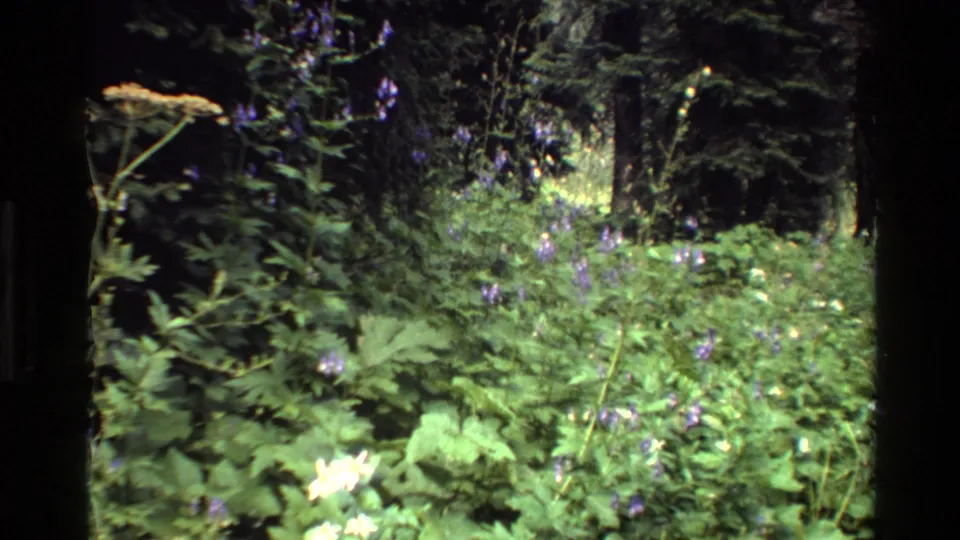 1980 Grand Teton forest-floor view with dense green plants, purple wildflowers, a white bloom, and shaded tree trunks.