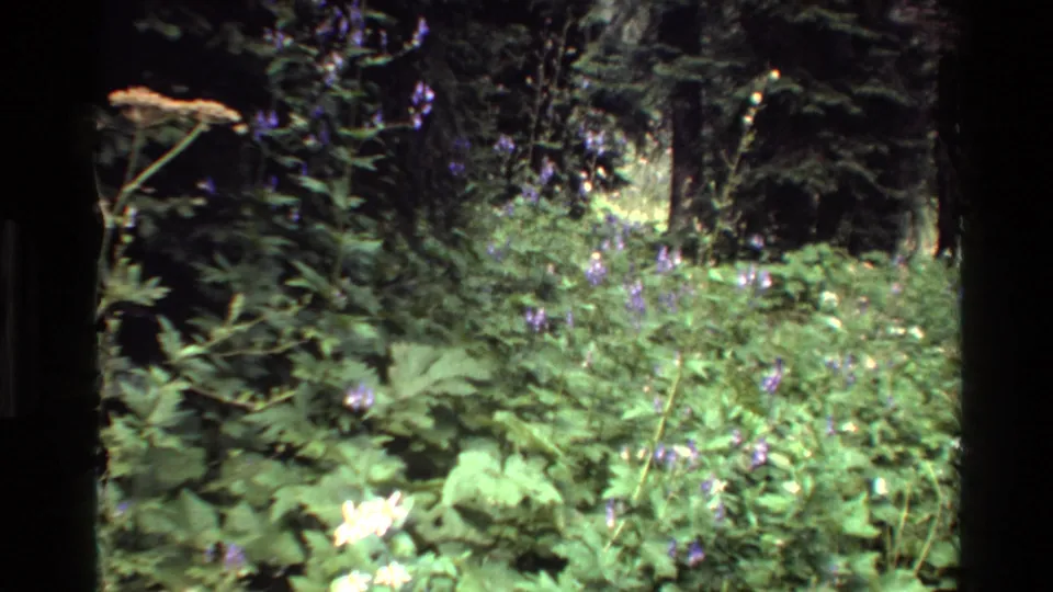 Grand Teton home-movie frame showing shaded forest vegetation, purple blooms, and filtered light among trees.